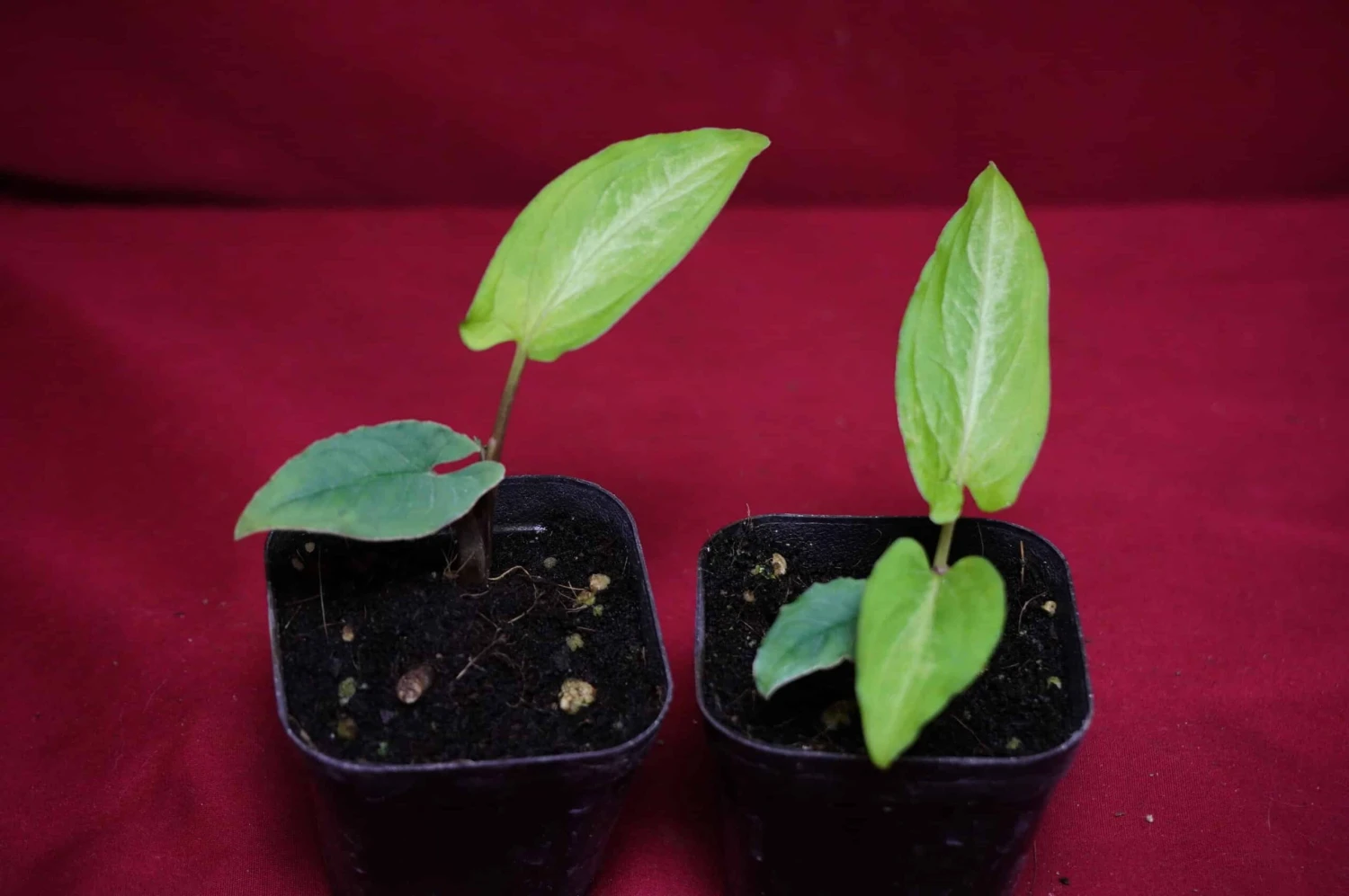 Chlorospatha Species Ex Ecuador 5 Chlorospatha Species Ex Ecuador - Image 3