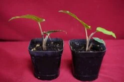 Chlorospatha Species Ex Ecuador 11 Chlorospatha Species Ex Ecuador -Cheap Plantly Store DSC6960