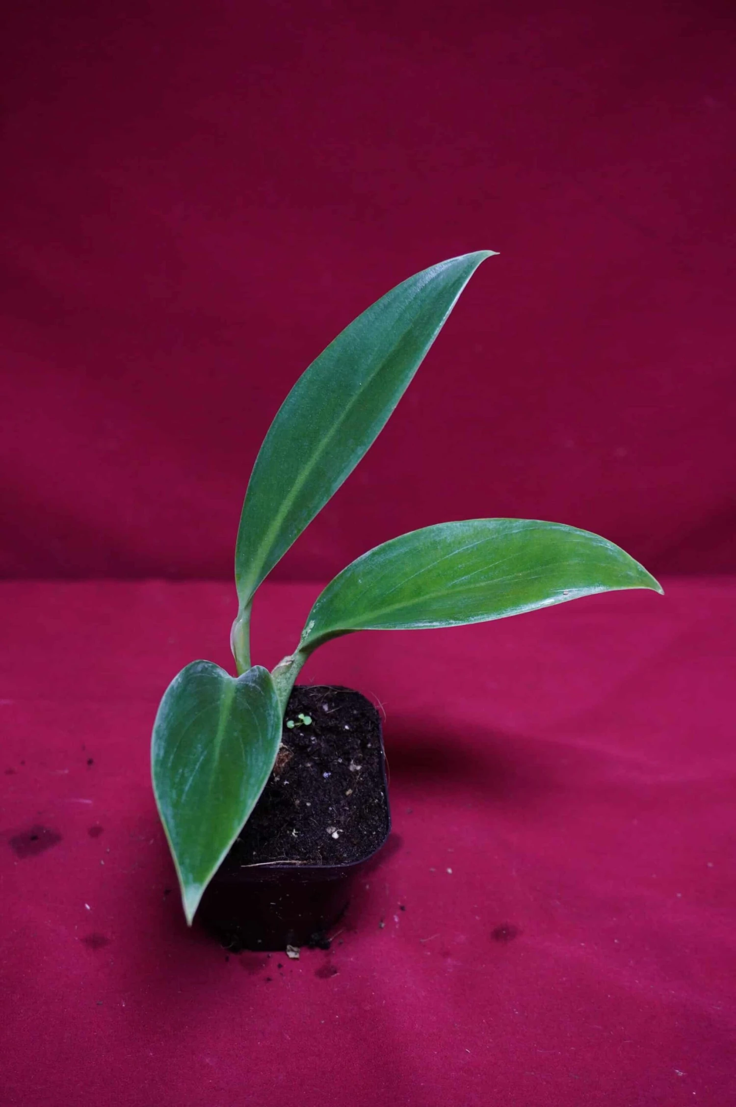 Philodendron Madagascar 4 Philodendron Madagascar - Image 2