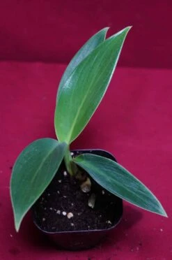 Philodendron Madagascar 11 Philodendron Madagascar -Cheap Plantly Store DSC6963 rotated 1