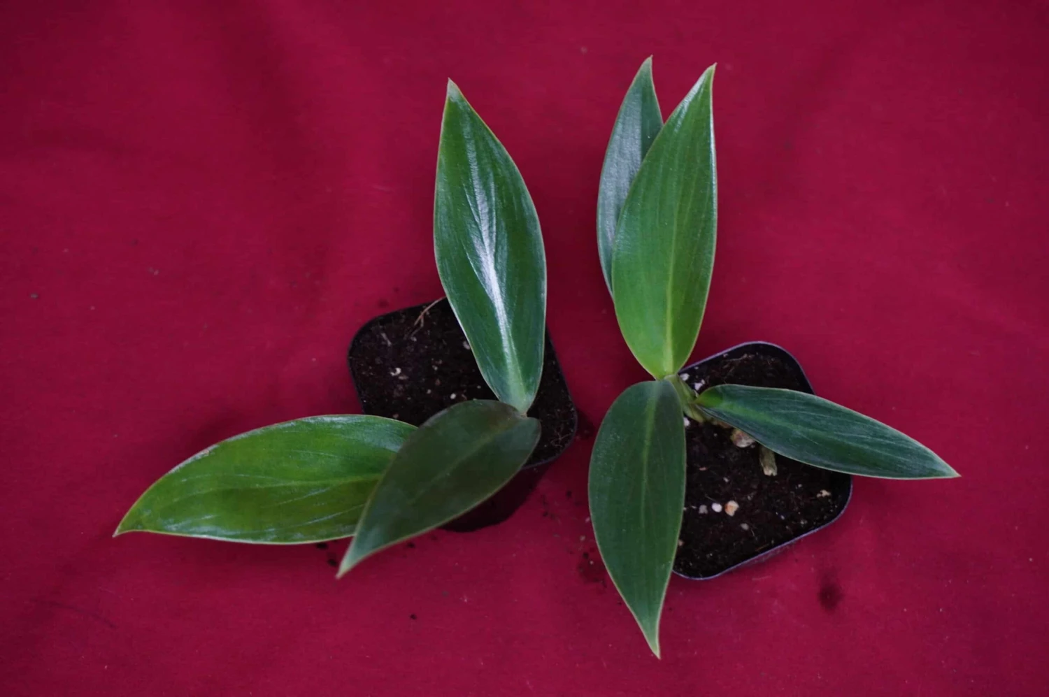 Philodendron Madagascar 6 Philodendron Madagascar - Image 4