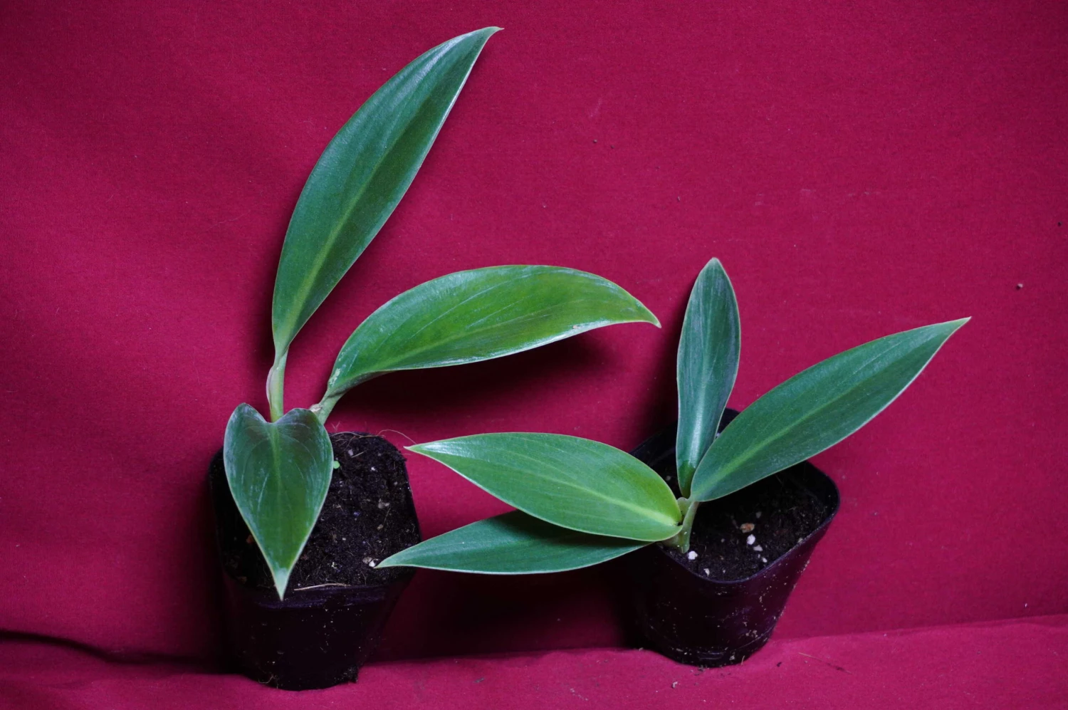 Philodendron Madagascar 7 Philodendron Madagascar - Image 5