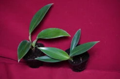 Philodendron Madagascar 14 Philodendron Madagascar -Cheap Plantly Store DSC6968