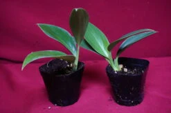 Philodendron Madagascar 15 Philodendron Madagascar -Cheap Plantly Store DSC6969