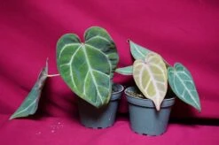 Anthurium Magnificum -Cheap Plantly Store DSC6971