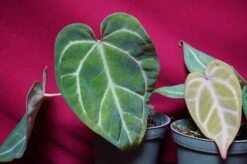 Anthurium Magnificum -Cheap Plantly Store DSC6972