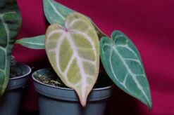 Anthurium Magnificum -Cheap Plantly Store DSC6973