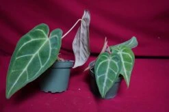 Anthurium Magnificum -Cheap Plantly Store DSC6974