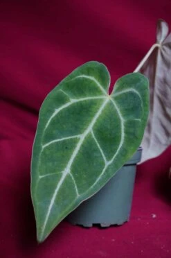 Anthurium Magnificum -Cheap Plantly Store DSC6975 rotated 1