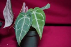 Anthurium Magnificum -Cheap Plantly Store DSC6976