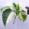 Monstera Albo Borsigiana "White Tiger" Lineage Rooted Plant -Cheap Plantly Store DSC 9786R