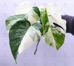 Monstera Albo Borsigiana "White Tiger" Lineage Rooted Plant