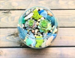Sea Glass And Driftwood Terrarium Kit -Cheap Plantly Store DSea G 2 wayf