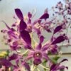 Dendrobium Somkiat Blue 4" Pot -Cheap Plantly Store DenSomkiatBlue scaled 1