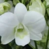 Dendrobium Burana White Comes In 4" Pot 1 Dendrobium Burana White Comes In 4" Pot -Cheap Plantly Store Dendrobium Burana White 320x360 1
