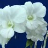Dendrobium Full Moon 'White' They Come In A 3" Pots 1 Dendrobium Full Moon 'White' They Come In A 3" Pots -Cheap Plantly Store DendrobiumFullMoon White web 2000x1500