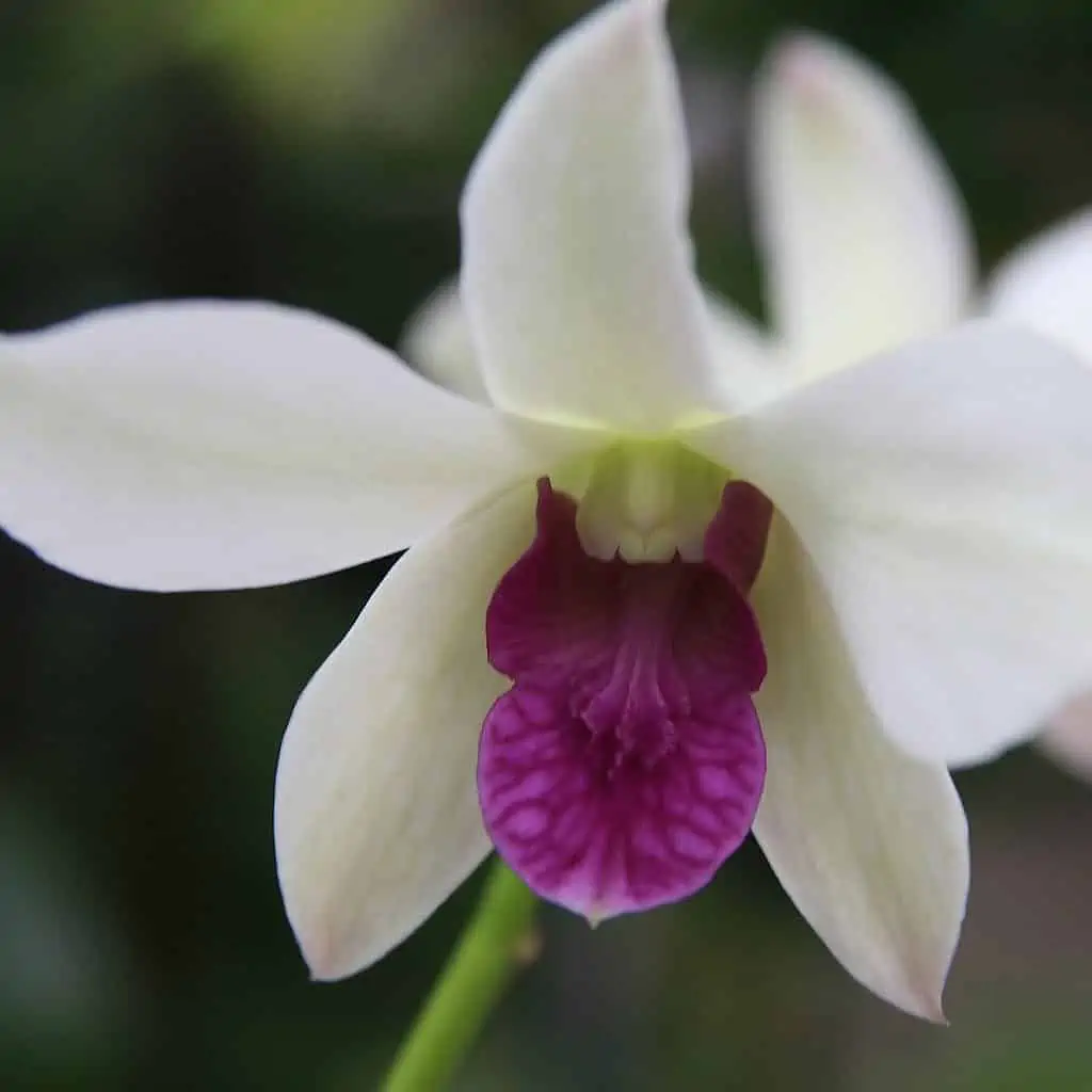 Dendrobium Burana Charming Comes In 4" Pot 3 Dendrobium Burana Charming Comes In 4" Pot