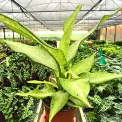 Dieffenbachia 'Camouflage' | 4-inch Pot -Cheap Plantly Store Dieffenbachia Amy 1
