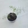 Live Dill Plant