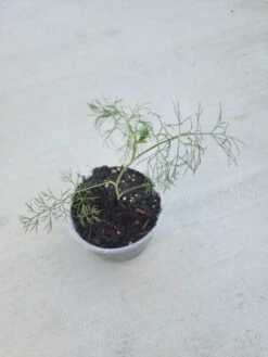 Live Dill Plant
