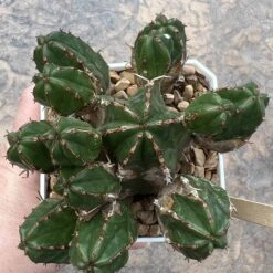 EUPHORBIA HANDIENSIS -Cheap Plantly Store E09BC8EF 93DE 41A7 BC66 370D03666687