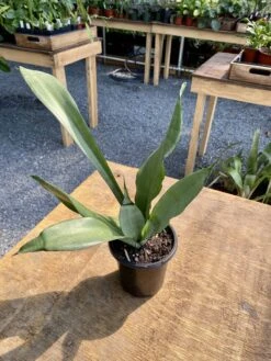 Sansevieria Or Snake Plant Moonshine 4” Pot Live Plant -Cheap Plantly Store E18D8532 151B 4BFD 9C5C A41D10DE2131 1 201 a
