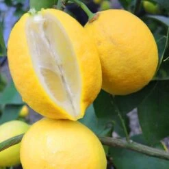 Lisbon Lemon Grafted Tree 3 Feet Tall. Free Shipping 8 Lisbon Lemon Grafted Tree 3 Feet Tall. Free Shipping -Cheap Plantly Store E190C2C5 9269 4F7B AC3C 60B4E3CB0E4B