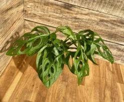 Monstera Adansonii Or Swiss Cheese Wide Leaf 4" Pot Live Plant -Cheap Plantly Store E1E10432 C9C2 4ABE A67D 6BC16D20C175 1 201 a