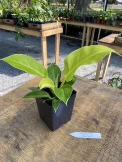 Philodendron Moonlight 2.5 Inch Tall Pot Starter Plant -Cheap Plantly Store E33C994D 4DE1 46DE ABFA 737ED3B25365 1 105 c 1