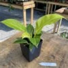 Philodendron Moonlight 2.5 Inch Tall Pot Starter Plant