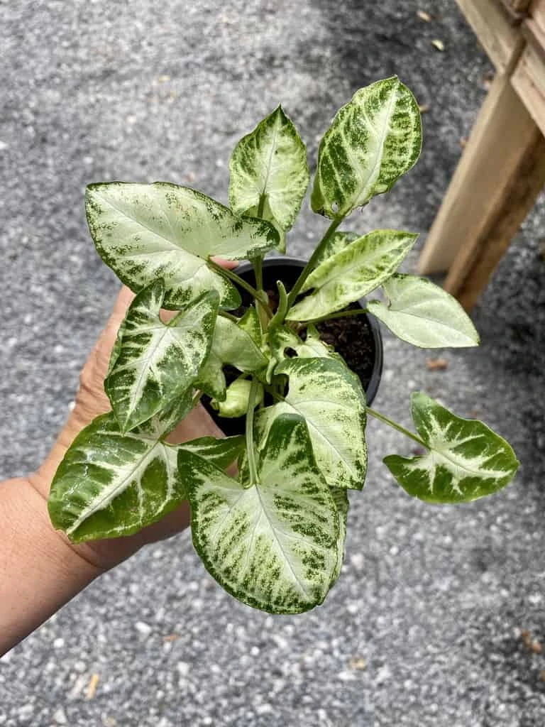 Syngonium Or Arrowhead Plant White Butterfly Variegated 4 Inch Pot Large 6 Syngonium Or Arrowhead Plant White Butterfly Variegated 4 Inch Pot Large - Image 4