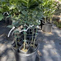 Persian Lime Grafted Citrus Tree 3 Feet Tall. Free Shipping -Cheap Plantly Store E58815CD 64BF 4C07 A0D1 6D4B804FB8DA rotated 1
