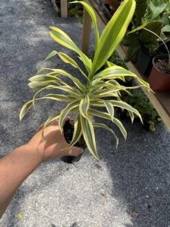 Dracaena Song Of India 4" Pot Live Plant -Cheap Plantly Store E7369310 63FE 4F00 BBC4 D362A96B8C14 1 105 c