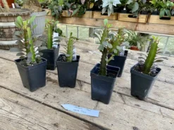 African Milk Tree Or Euphorbia Trigona Rubra Red Live Starter Suc -Cheap Plantly Store E8ED4E4D 5AB9 4F63 B49A 98E79F5DB48E 1 201 a