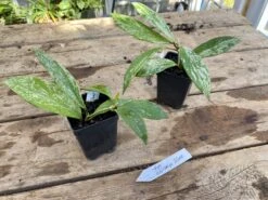 Hoya Pubicalyx Silver Splash 2 Inch Pot Rooted Starter Plant 20 Hoya Pubicalyx Silver Splash 2 Inch Pot Rooted Starter Plant -Cheap Plantly Store EA019FA5 373A 44AA 9C66 DD9479F8B43F 1 201 a