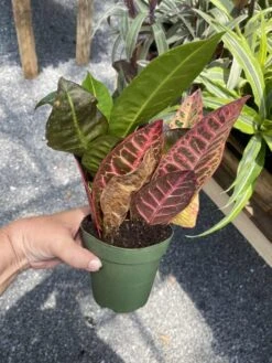 Croton Petra Josephs Coat 4 Inch Pot Live Plant -Cheap Plantly Store EA6351CC 511D 4D21 AE26 63D99D680A3D 1 105 c