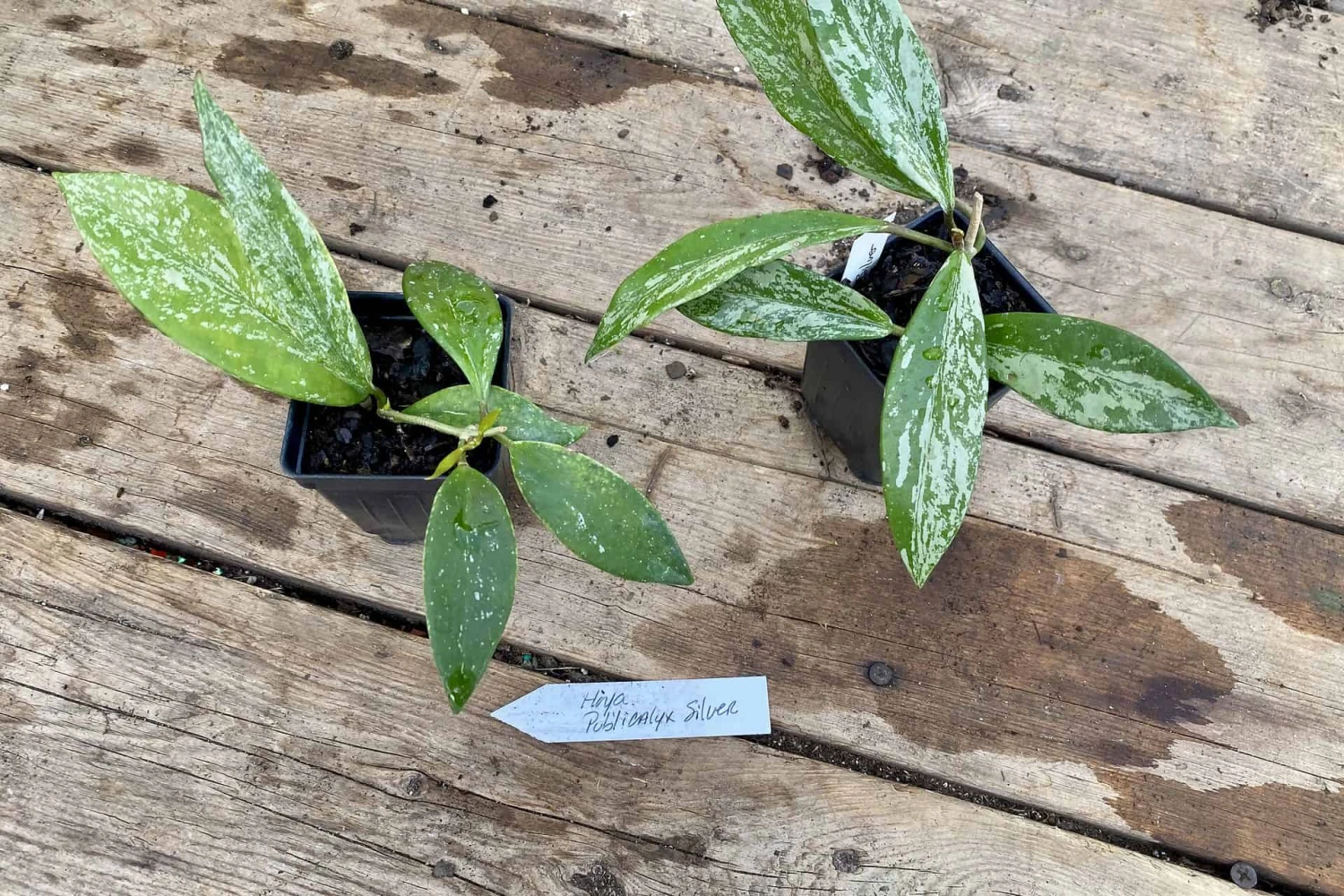 Hoya Pubicalyx Silver Splash 2 Inch Pot Rooted Starter Plant 5 Hoya Pubicalyx Silver Splash 2 Inch Pot Rooted Starter Plant - Image 3