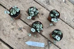 String Of Hearts Ceropegia Woodii Green 2" Pot Live Plant -Cheap Plantly Store EC4F0B40 1C20 4003 B0F0 1AF7C8187591 1 201 a