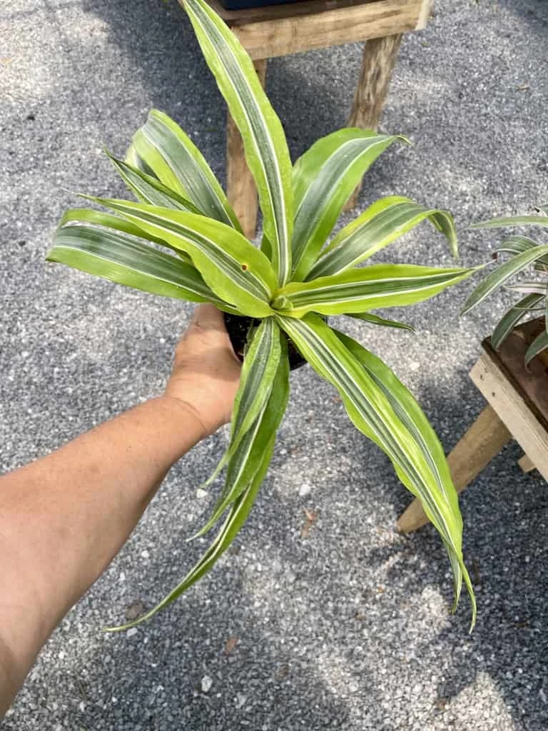 Dracaena Deremensis Or Dragon Tree Lemon Surprise 4 Inch Pot Live Plant 13 Dracaena Deremensis Or Dragon Tree Lemon Surprise 4 Inch Pot Live Plant - Image 11