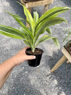 Dracaena Deremensis Or Dragon Tree Lemon Surprise 4 Inch Pot Live Plant 17 Dracaena Deremensis Or Dragon Tree Lemon Surprise 4 Inch Pot Live Plant -Cheap Plantly Store ED27073B EE5A 4729 A8F1 76C30B4CC6E3 1 105 c