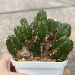 EUPHORBIA HANDIENSIS -Cheap Plantly Store ED960146 A772 4132 9391 E54A16307648