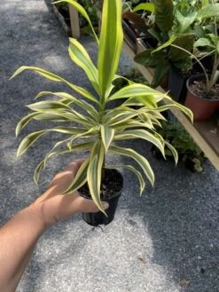 Dracaena Song Of India 4" Pot Live Plant -Cheap Plantly Store EEA2A4F5 23AB 4A2D 98FD 80E8C87B7821 1 105 c