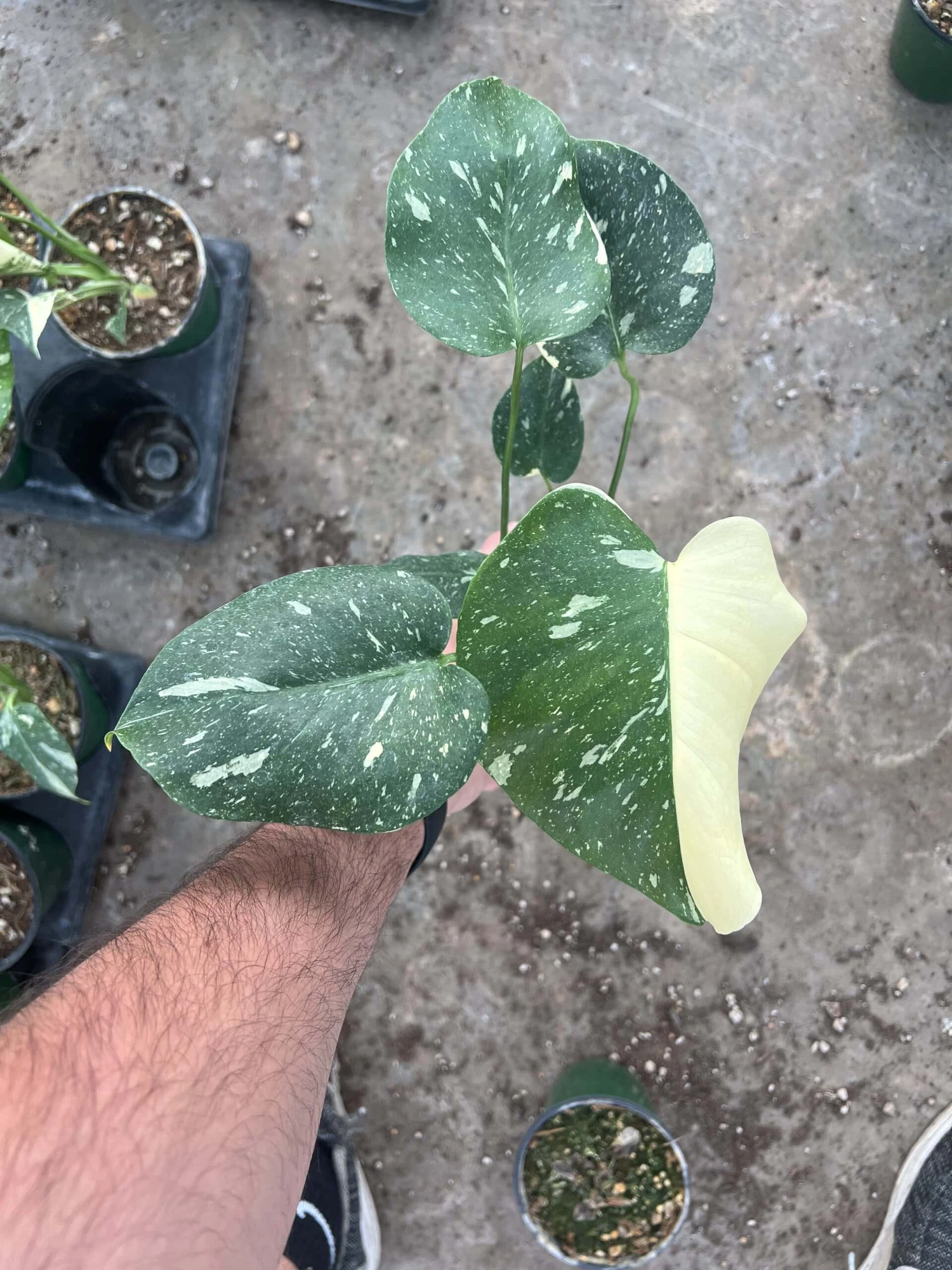 4” Monstera Thai Constellation 4 4” Monstera Thai Constellation - Image 2