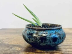 Aloe Vera | Tina -Cheap Plantly Store EF98D6B7 ACCB 452B 95FC 8D61710B778E