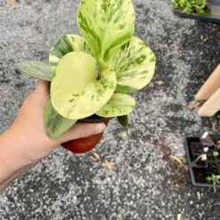 Peperomia Marble 4 Inch Pot Live Plant 17 Peperomia Marble 4 Inch Pot Live Plant -Cheap Plantly Store EFB02AD1 E92F 4A8A BD4C 32BB9F1B6CC2 1 201 a