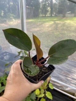 Philodendron Imperial Red 4 Inch Pot| Starter Plant -Cheap Plantly Store EFF19BE7 8239 4279 B5D7 10DD9FD3BCFE 1 105 c