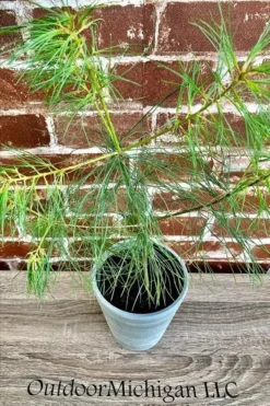 2 Eastern White Pine - Pinus Strobus - Baby Tree -Cheap Plantly Store Eastern White Pine