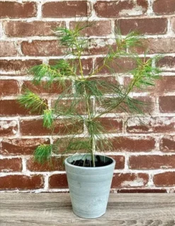 2 Eastern White Pine - Pinus Strobus - Baby Tree