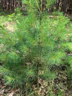 2 Eastern White Pine - Pinus Strobus - Baby Tree -Cheap Plantly Store Eastern White Pine 6