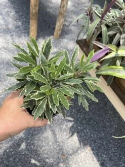 False Aralia Or Dizygotheca Elegantissima Bianca 4" Pot Live Plan -Cheap Plantly Store F35FA129 9292 46B1 A5C9 844ADEEED48D 1 105 c